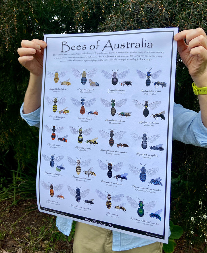 BEES OF AUSTRALIA: A2 Poster