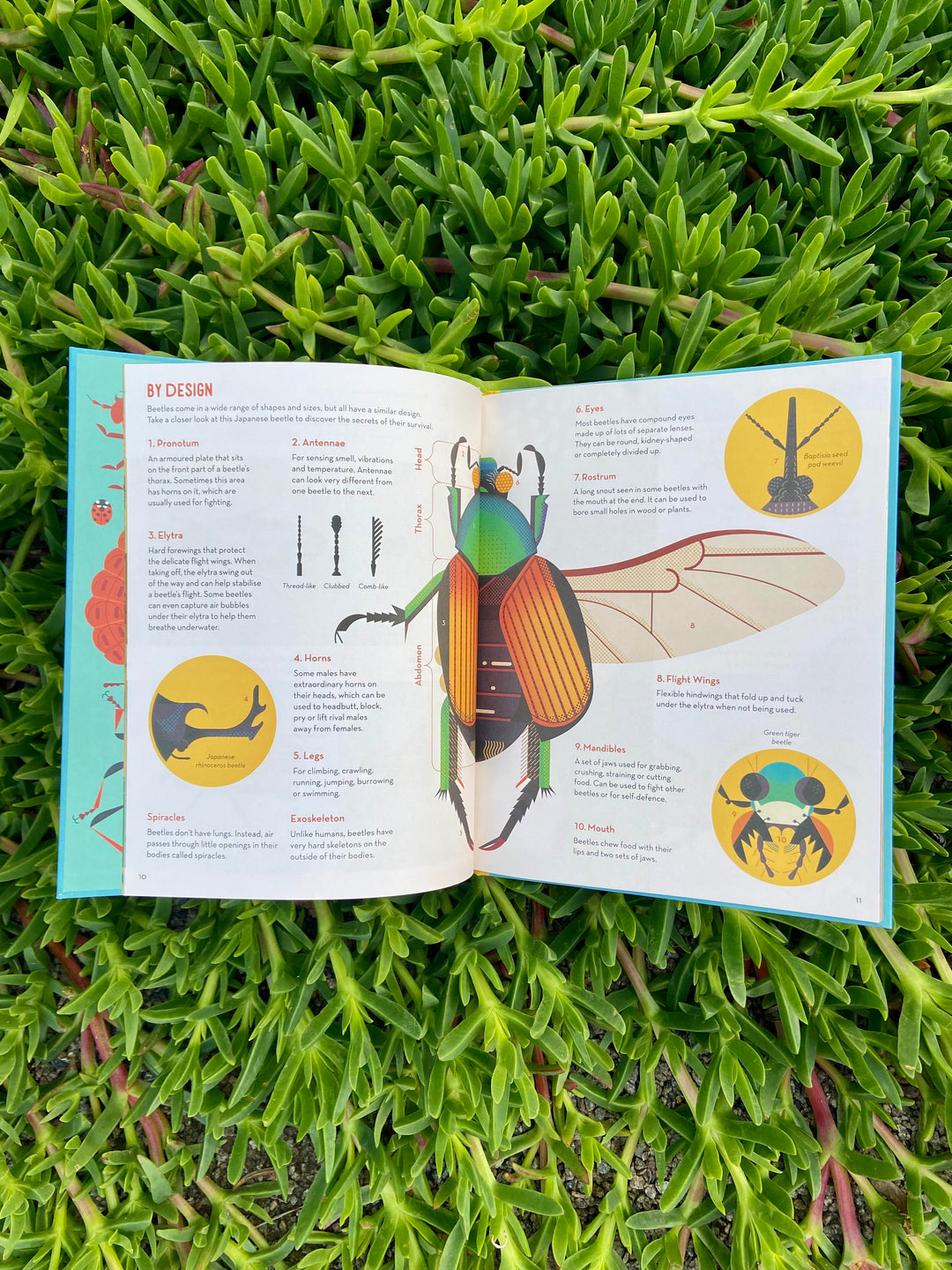 Bonkers About Beetles by Owen Davey