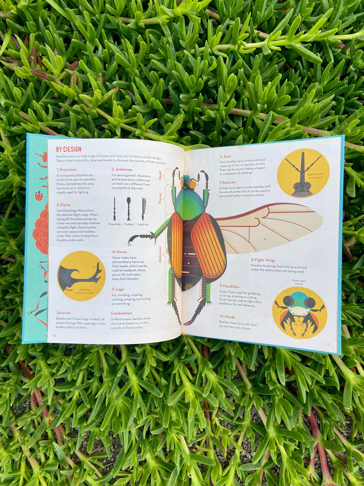 Bonkers About Beetles by Owen Davey