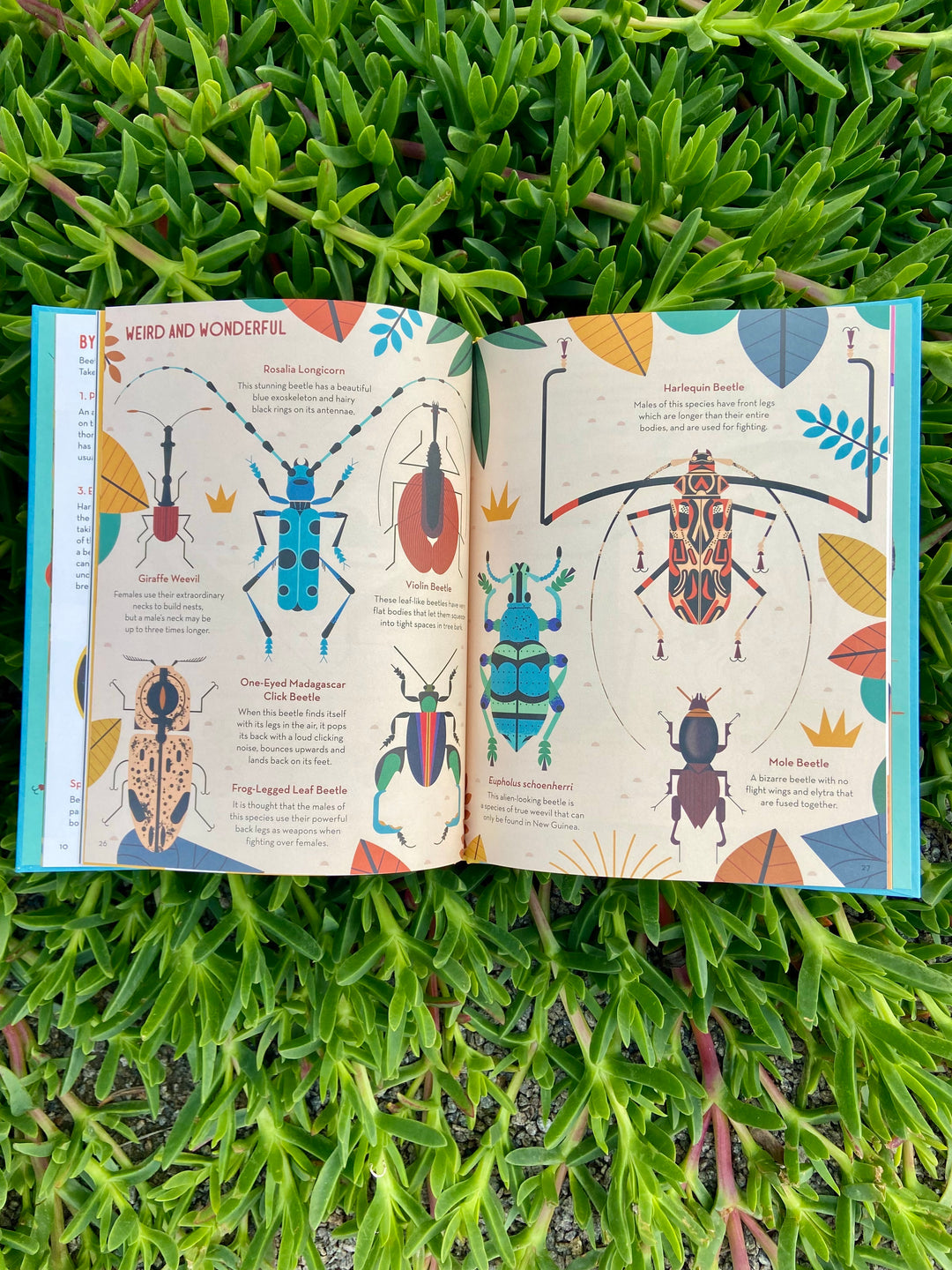 Bonkers About Beetles by Owen Davey