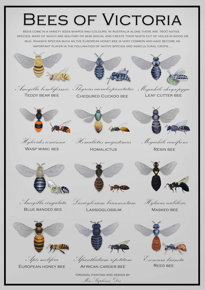 BEES OF VICTORIA: A2 Poster