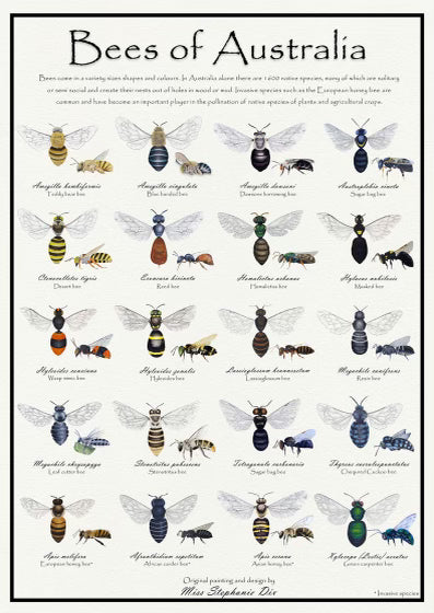 BEES OF AUSTRALIA: A2 Poster
