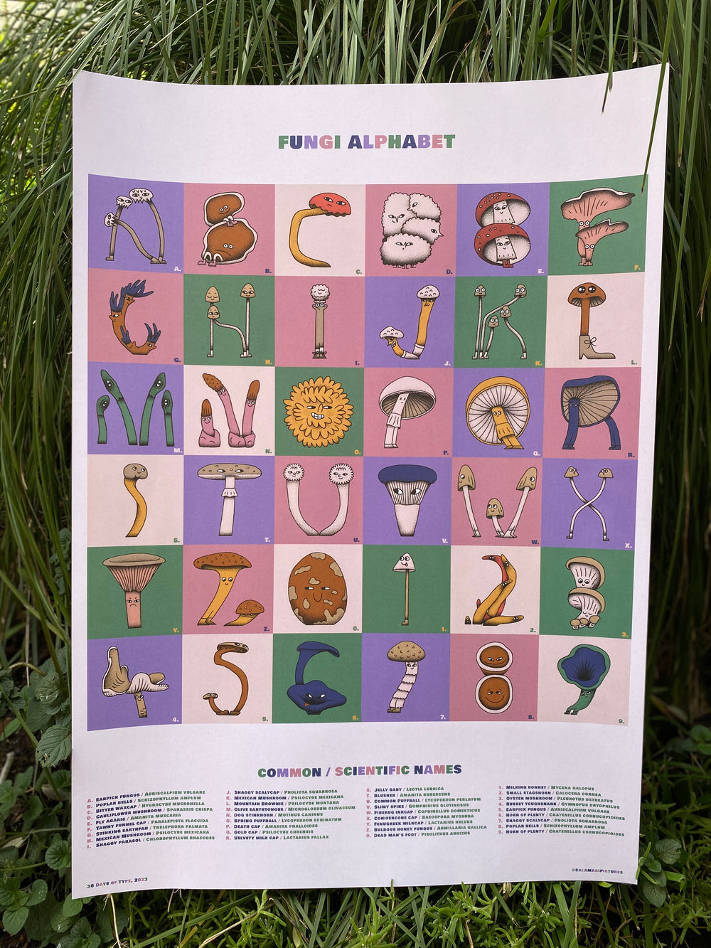 a fun Alphabet  poster with Fungi drawn into letters. Includes common and scientific names of specific fungi 